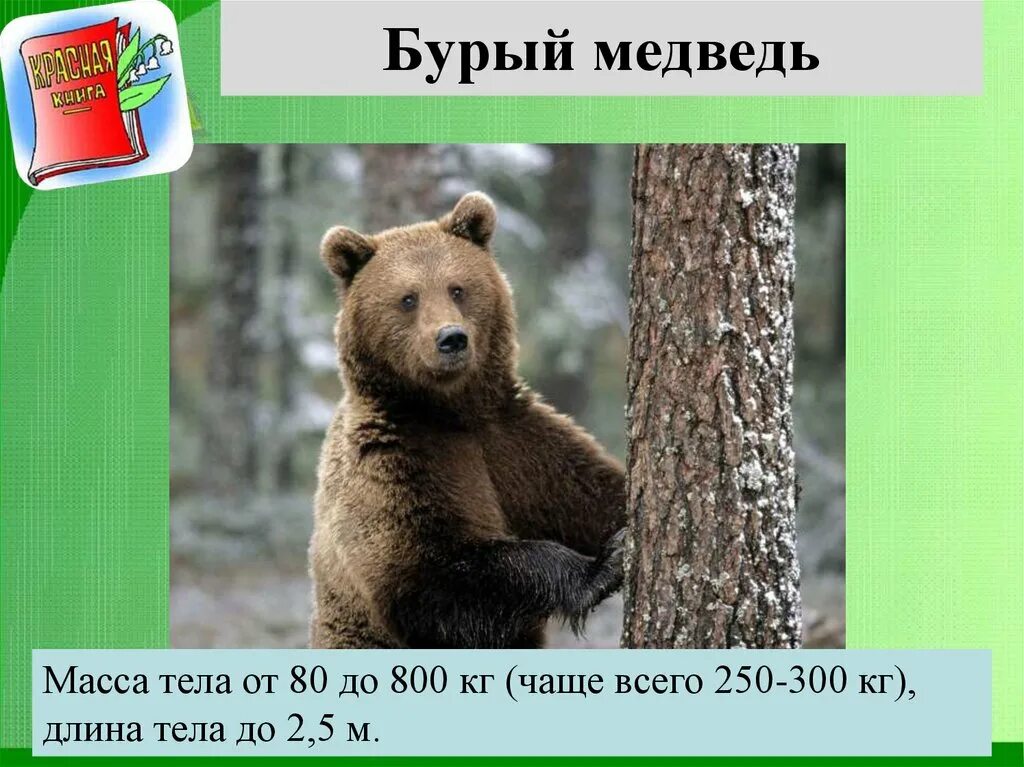 Бурый медведь огэ информатика. Животные из красной книги ульяновской област. медведь красная книга.
