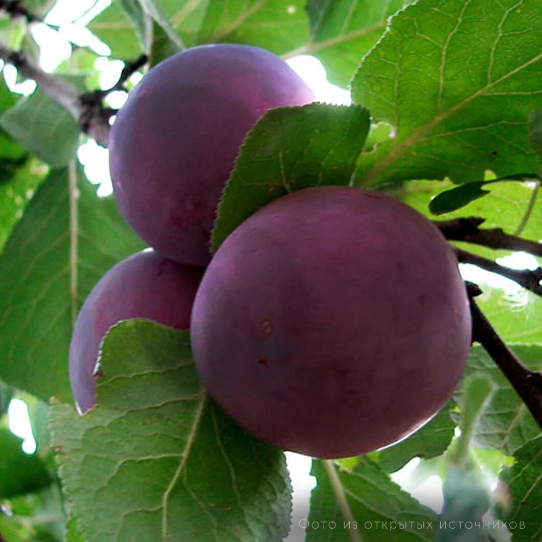 Слива сорт бербанк гигант. Сорт слива бербанк гигант. Слива россошанская желтая. Слива гигант бербанк. Слива сорт бербанк гигант.