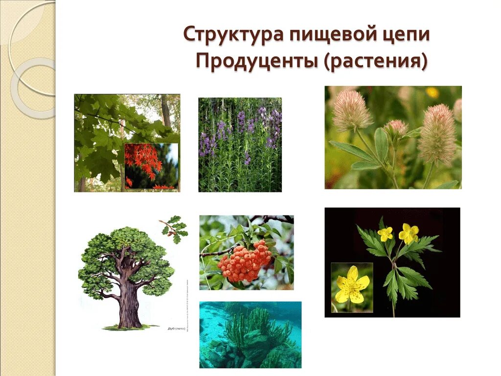 Виды растений животных. Видовой ряд растений. 20 видов растений. растения как продуценты. растения и животные нивы.