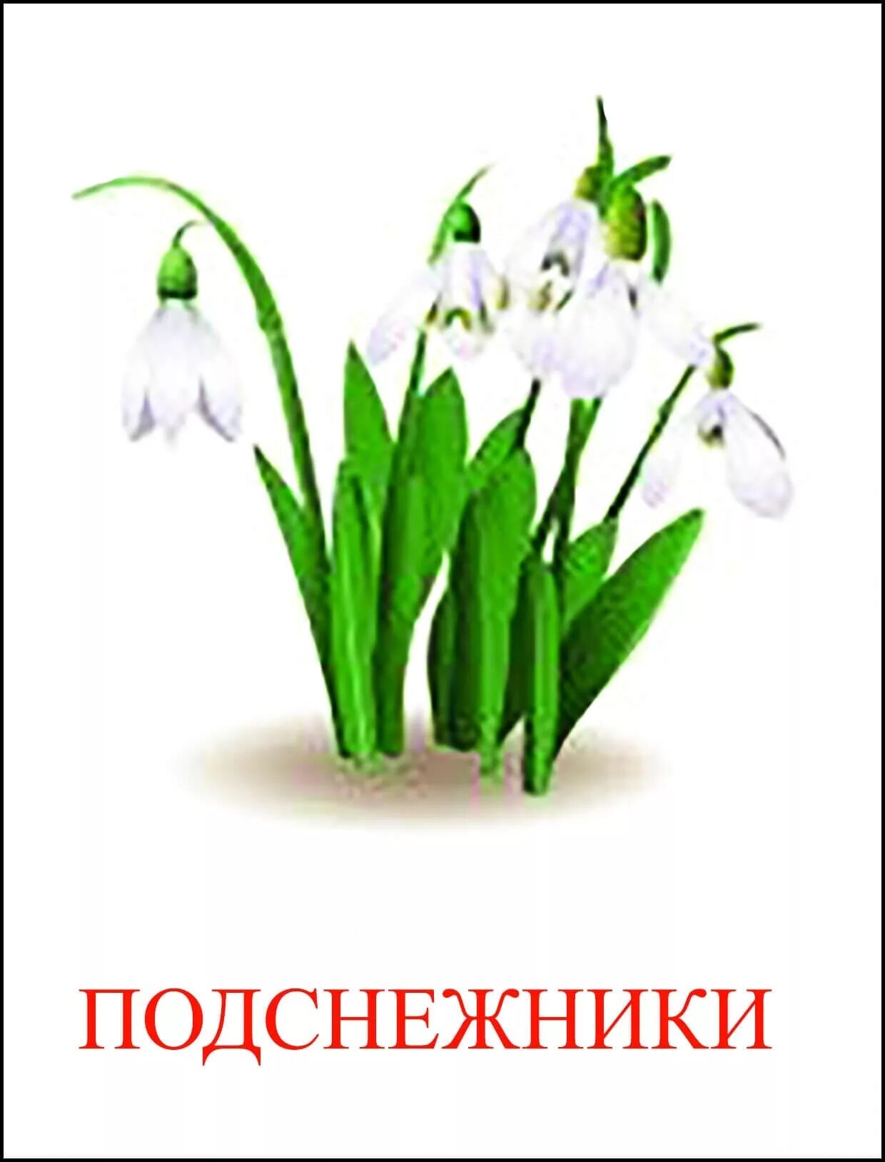 Картинки подснежники для детей в детском. Первоцветы подснежники. Первоцветы для дошкольников. Подснежник названием для детей. Подснежник карточка для детей.