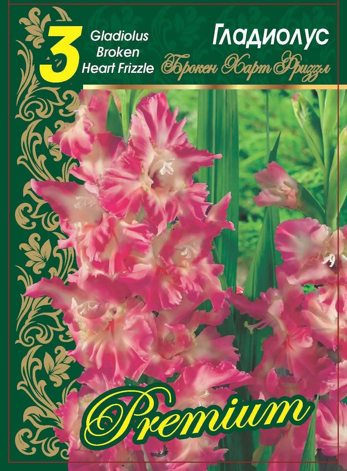 Гладиолус фриззл. Гладиолус Брокен Херт Фриззл. Гладиолус сорт Брокен Херт Фриззл. Гладиолус махровый Брокен Харт Фриззл. Гладиолус Харт Фризл.