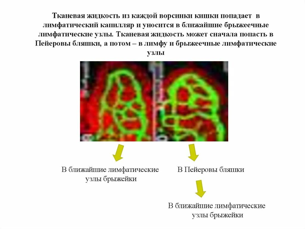 Жидкость в лимфоузле. Лимфатический капилляр ворсинки кишечника. Тканевая жидкость. Лимфатические узлы межтканевой жидкости. Лимфа и межклеточная жидкость.