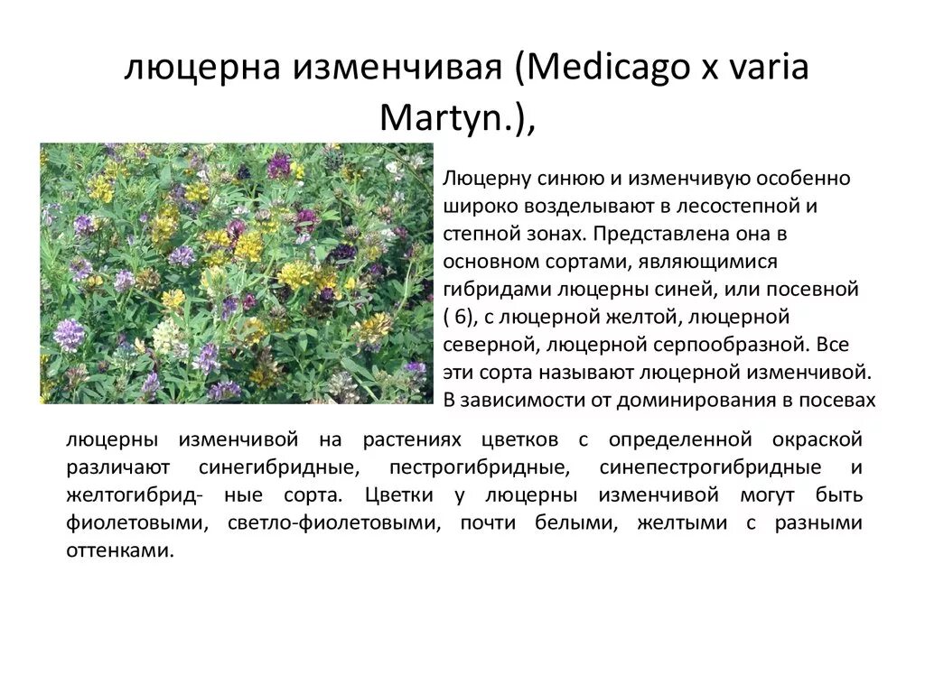 Люцерна характеристика. Люцерна характеристика. Люцерна характеристика. Многолетние бобовые травы. Люцерна соцветие.
