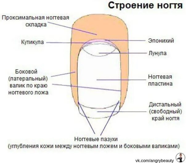 Онихобласты. Строение ногтя и ногтевой пластины. Анатомическое строение ногтя человека с описанием. Строение ногтевой пластины анатомия и физиология ногтей. Строение ногтевой пластины схема.