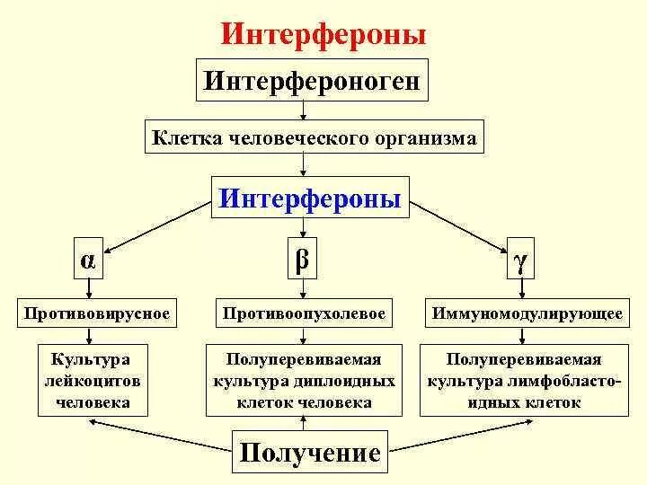 Определение интерферонов. Схема действия интерферонов. интерфероны типы механизмы действия. схема действия интерферонов иммунология схема.