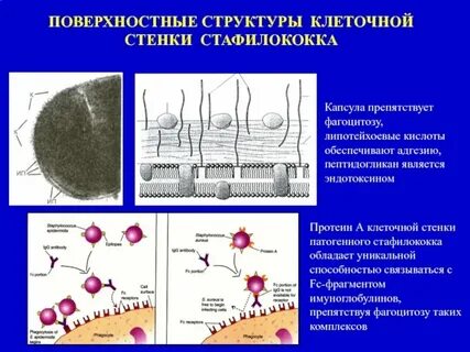 Клеточная оболочка стенка строение и функции