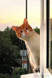Выглянул в окно а там