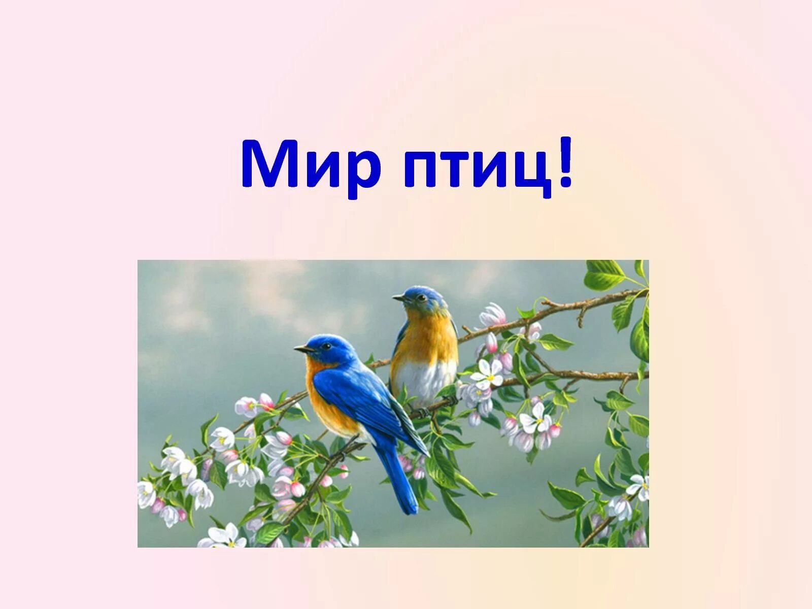 Сайт мир птиц. Мир птиц. надпись мир птиц. мир птиц интернет. картинка детская с названием мир птиц.