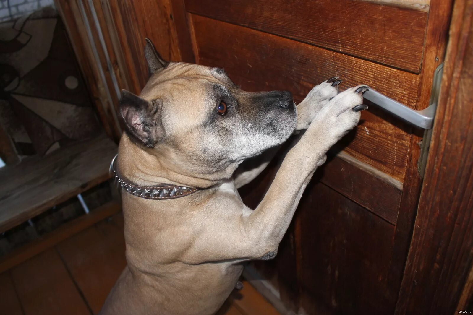 За дверью тревожно залаяла собака текст. Собака скребется в дверь. Собака около двери. Дверь для собаки. Собака лает на дверь.