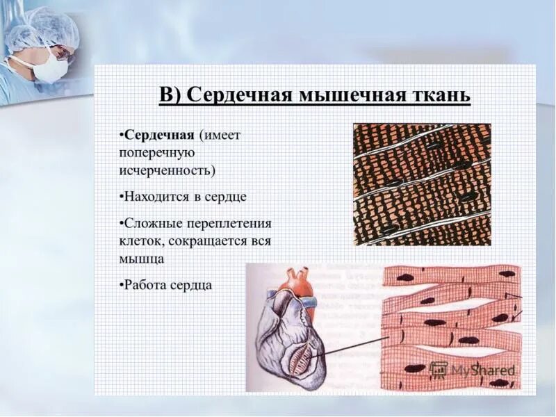 Функция поперечно полосатой сердечной. Функции поперечно полосатой сердечной мышечной ткани. поперечнополосатая сердечная мышечная ткань функции. строение поперечно полосатой сердечной ткани. поперечно-полосатая сердечная мышечная ткань строение.