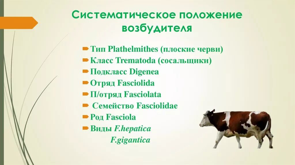 Систематическое положение животных. Систематическое положение животных