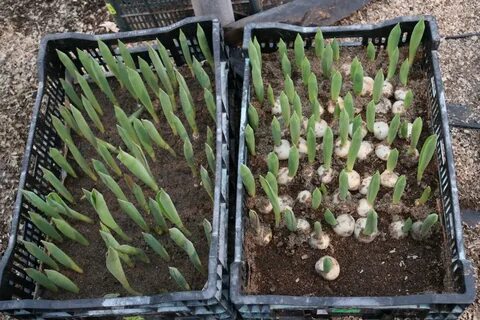 Holland plants