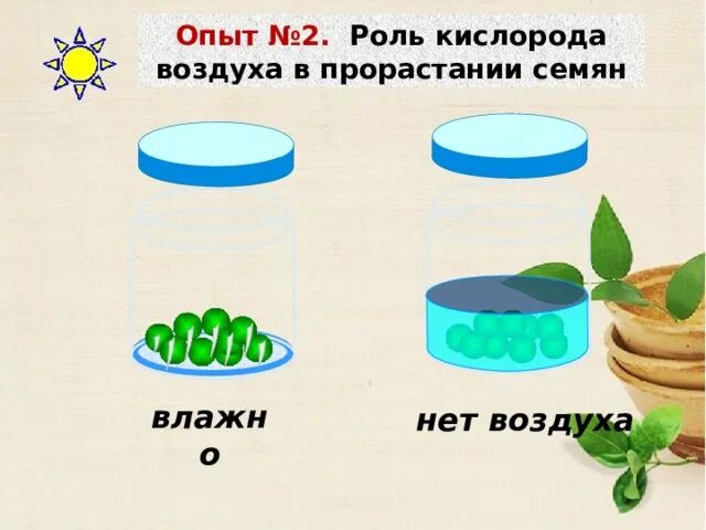 Прорастание семян 6 класс биология пасечник. Роль воздуха в прорастании семян. Условия прорастания семян. Прорастание семян кислород. Роль воды в прорастании семян.