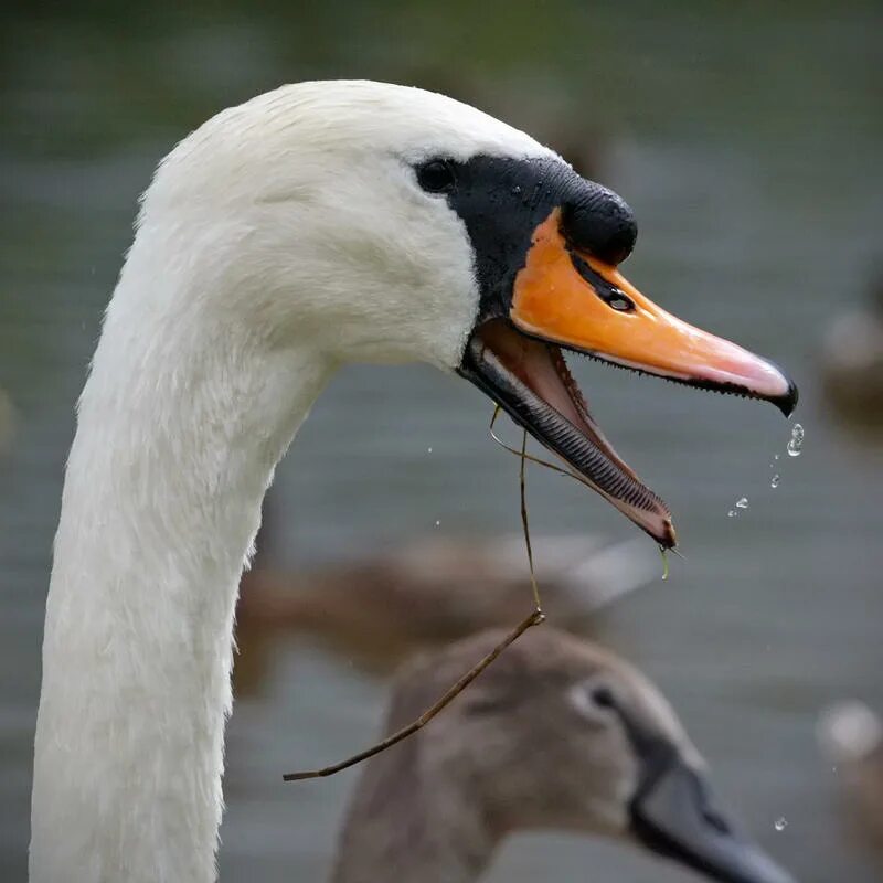 Клюв лебедя. Клюв лебедя зубы. Лебединый нос. Клюв лебедя зубы. Лебедь шипун фото.