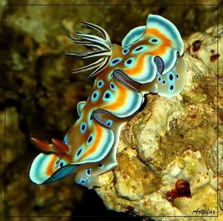 Самые красивые морские обитатели