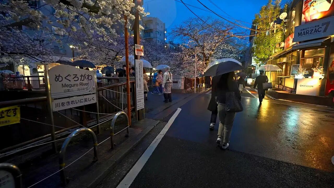 Blossom 2023. Meguro River, Tokyo.. Япония. Одна ночь в Токио.