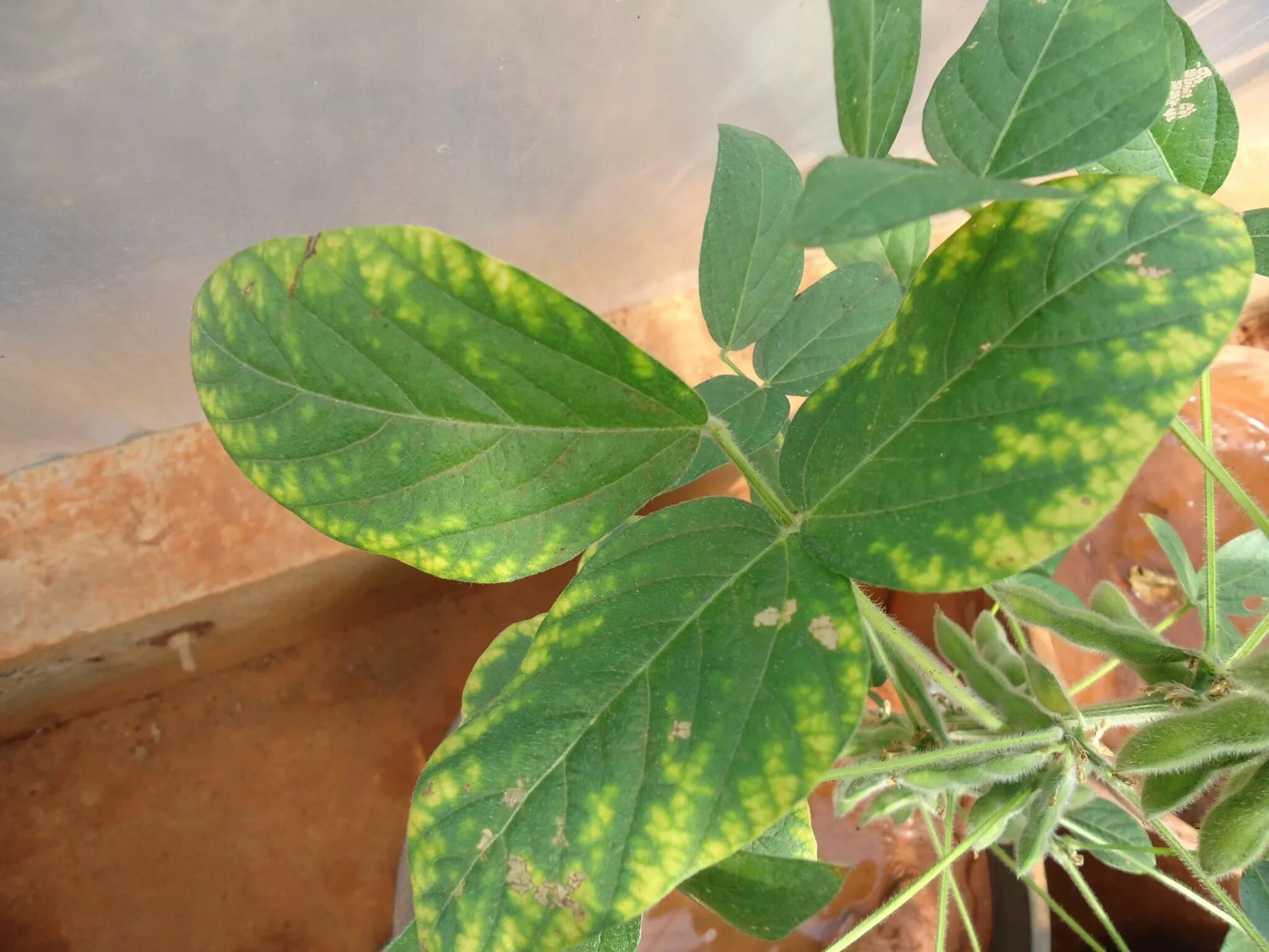 Нехватка железа у растений