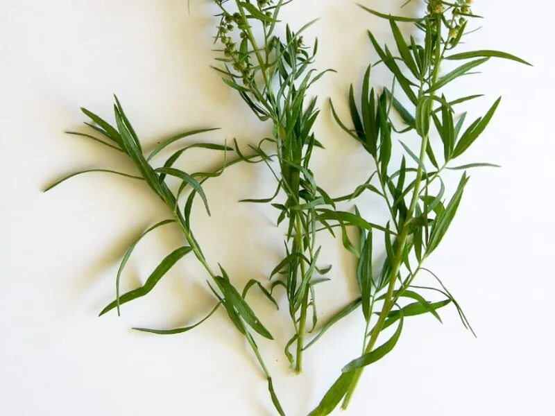 Эстрагон и тархун одно и тоже. Эстрагон жулебинский семко. Эстрагон. Тархун трава и розмарин. Эстрагон и тархун одно и тоже.