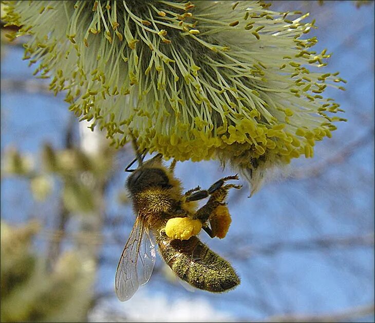 ты все пела это дело средство выразительности. перепончатокрылые пчела медоносная. пчела за данью полевой. пчела за данью полевой. пчела летит за данью полевой метафор.