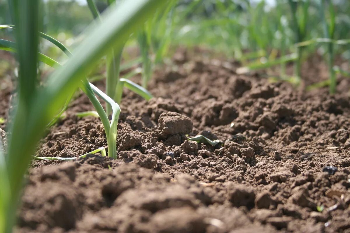 Плодородие почвы. Soil почва. Грунт плодородие Кубани. Почва гумус плодородие. Плодородная земля.