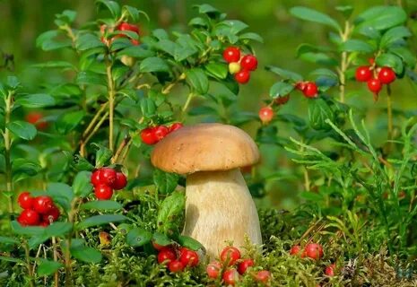 Грибы и ягоды картинки для детей