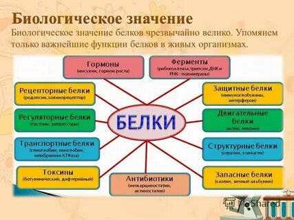 Функции белка химия