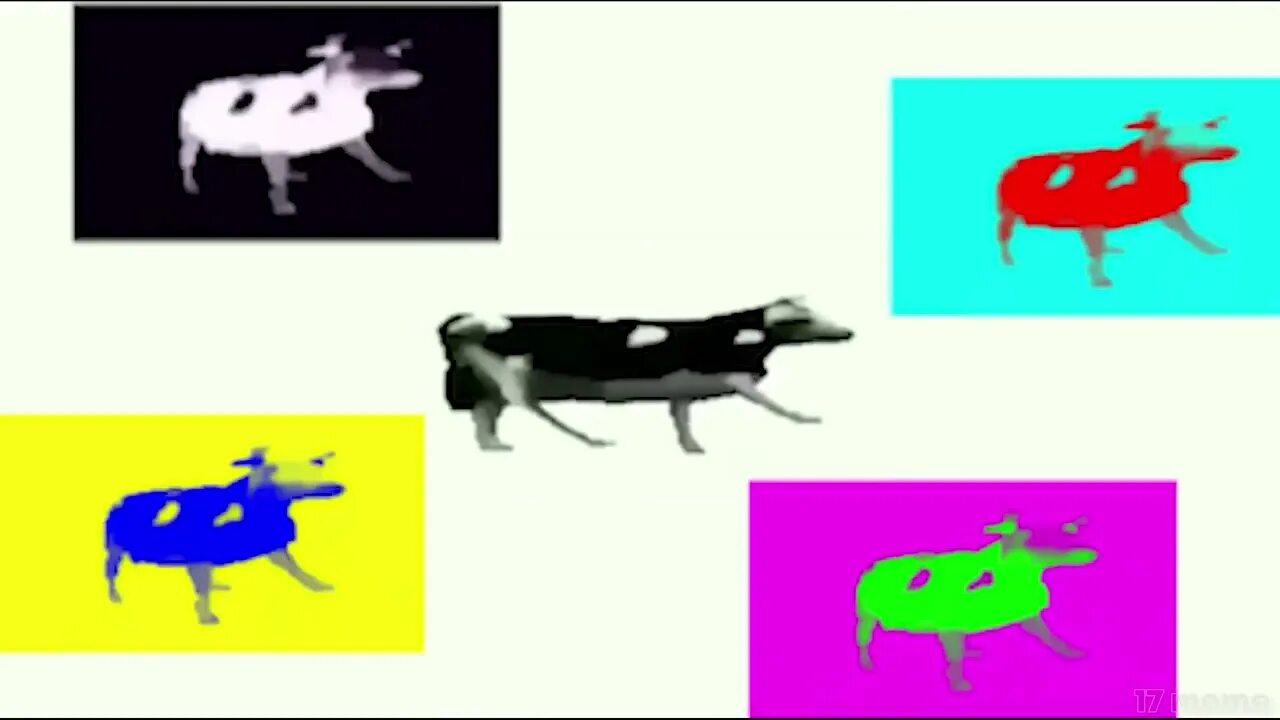 Польская корова. Танцующая корова. Мемы про польскую корову. Корова танцует. Polish cow текст