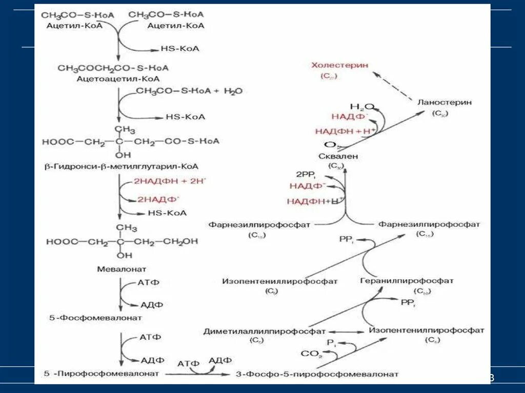 Ферменты холестерина. Схема синтеза холестерола биохимия. Образование холестерина из ацетил КОА. Синтез холестерина из ацетил-КОА. Биосинтез холестерола биохимия 3 этапа.
