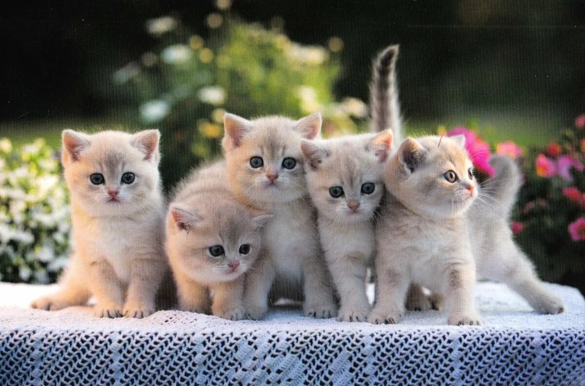 Котики в ряд ответ. Красивые котята. маленькие котики. маленький котенок. много котят.