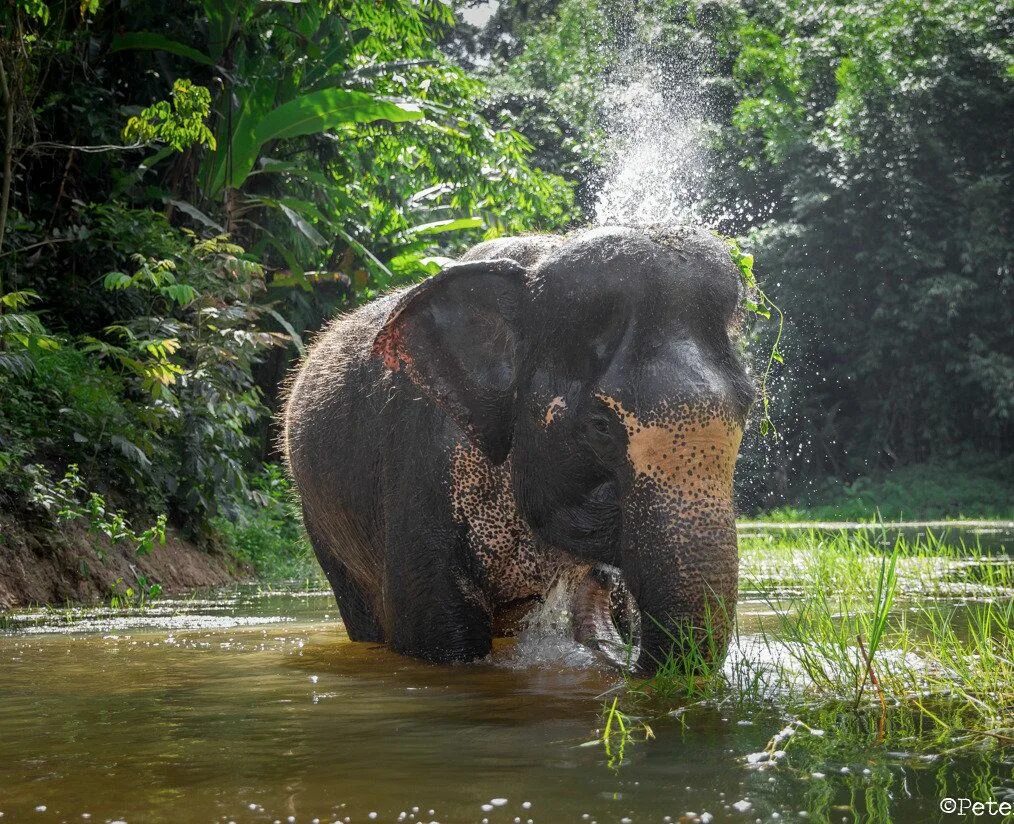 Phuket elephant sanctuary. Phuket elephant sanctuary на пхукете. харн животное. elephant station в пхукете. elephant nature park на пхукете википедия.