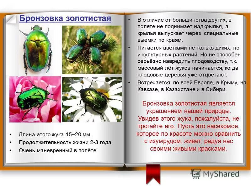 Какой тип питания характерен для бронзовки обыкновенной