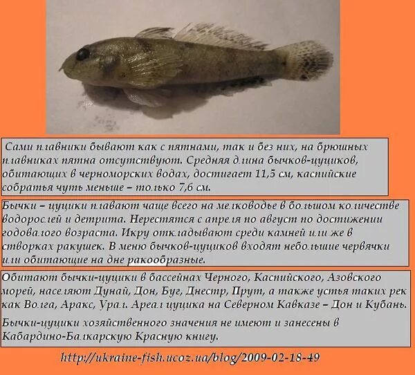 Как цуцик что значит. Как цуцик что значит