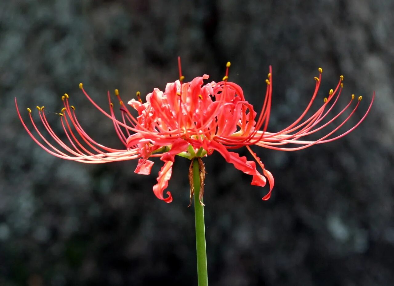 Ликорис значение цветка. Ликорис лучистый лиловый. роза уайт ликорис. lycoris recoil. red spider lily букет..