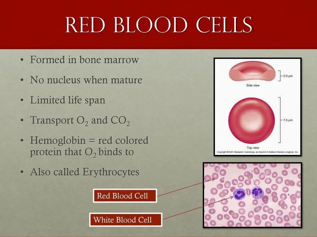 Structure of Blood Cell. Red Blood Cell RBC count. Red Blood Cell structure. Red Blood Cells and White Blood Cells.