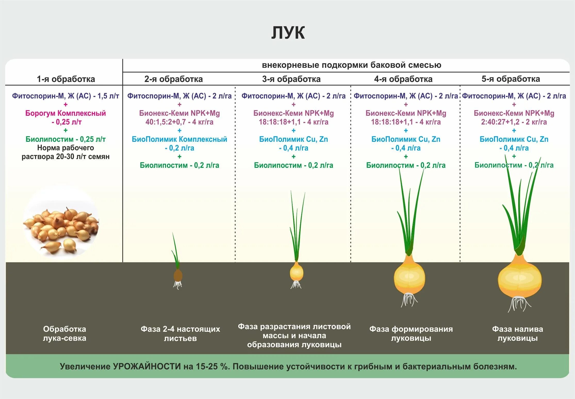 Подкармливают ли лук