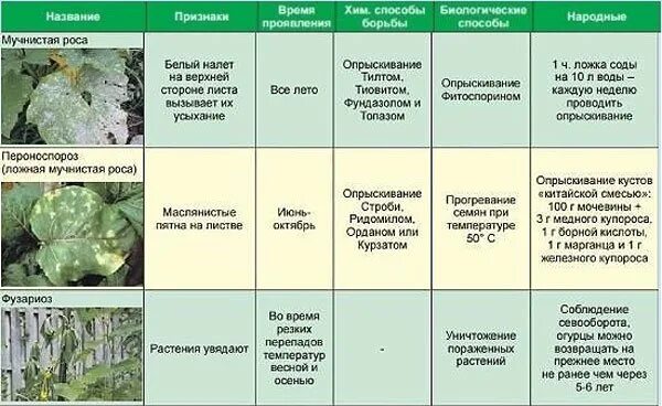 Можно ли опрыскивать огурцы. Болезни огурца описание с фотографиями. Болезни и вредители огурцов в теплице. Пероноспороз огурцов препараты. Болезни огурцов фото листьев описание.