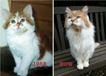 Сильно стар