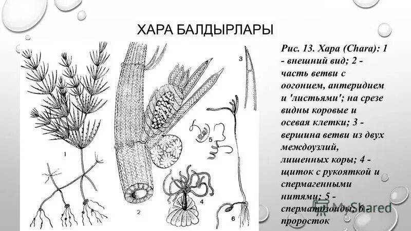 Хара строение. Хара ломкая строение. Харовые водоросли строение таллома. Таллом водоросли хара. Хара строение.