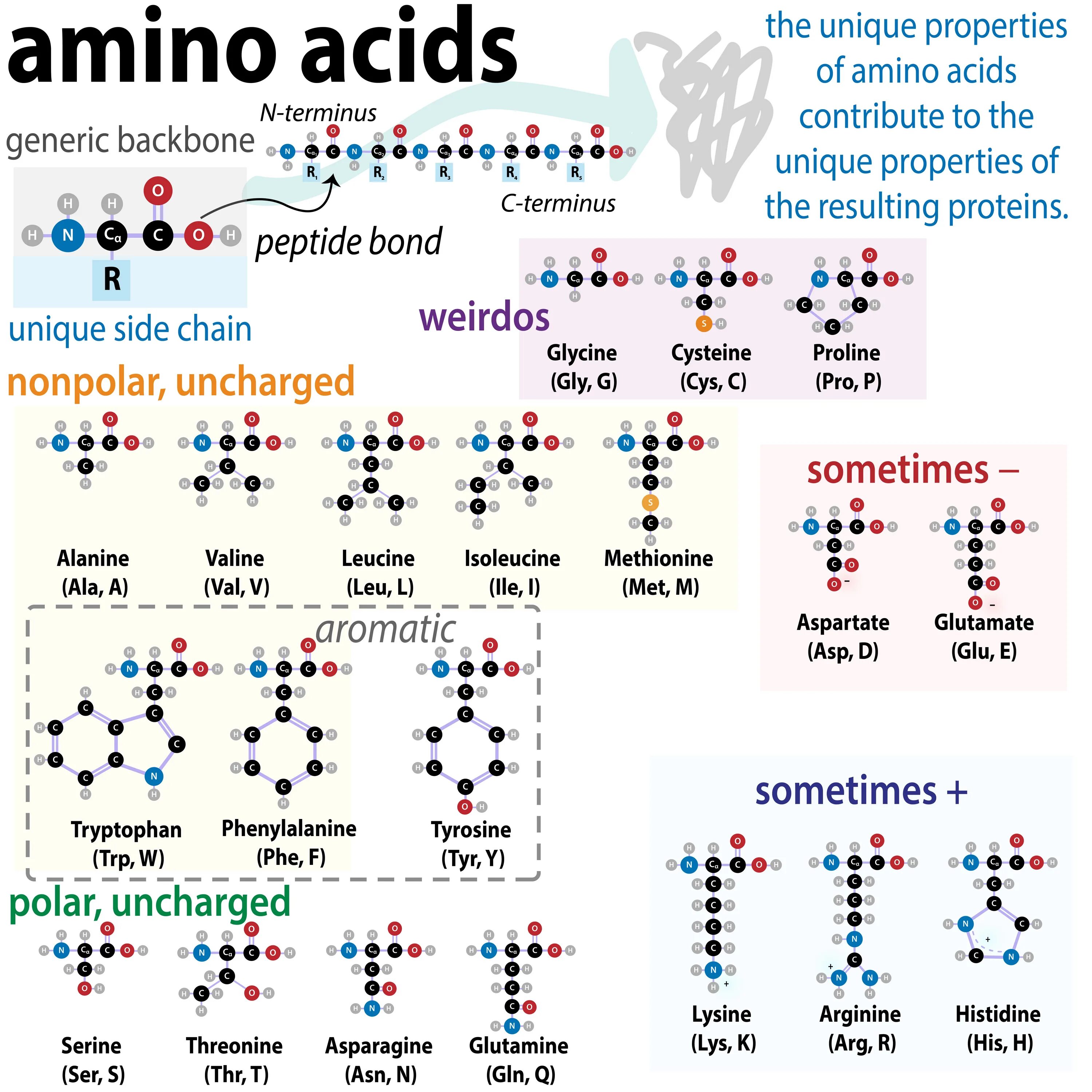 Common 20 pro. Amino acids. Acid аминокислота. Amino acid Chart. Amino acids Biotechnologies.