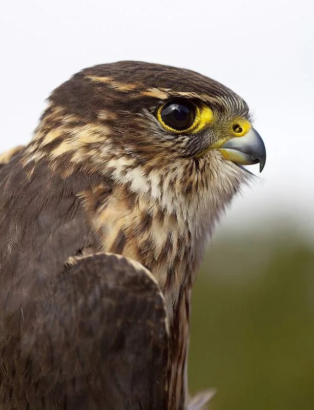 Сокол дербник. Merlin Falcon. Мерлин птица. Крымские Хищные птицы.