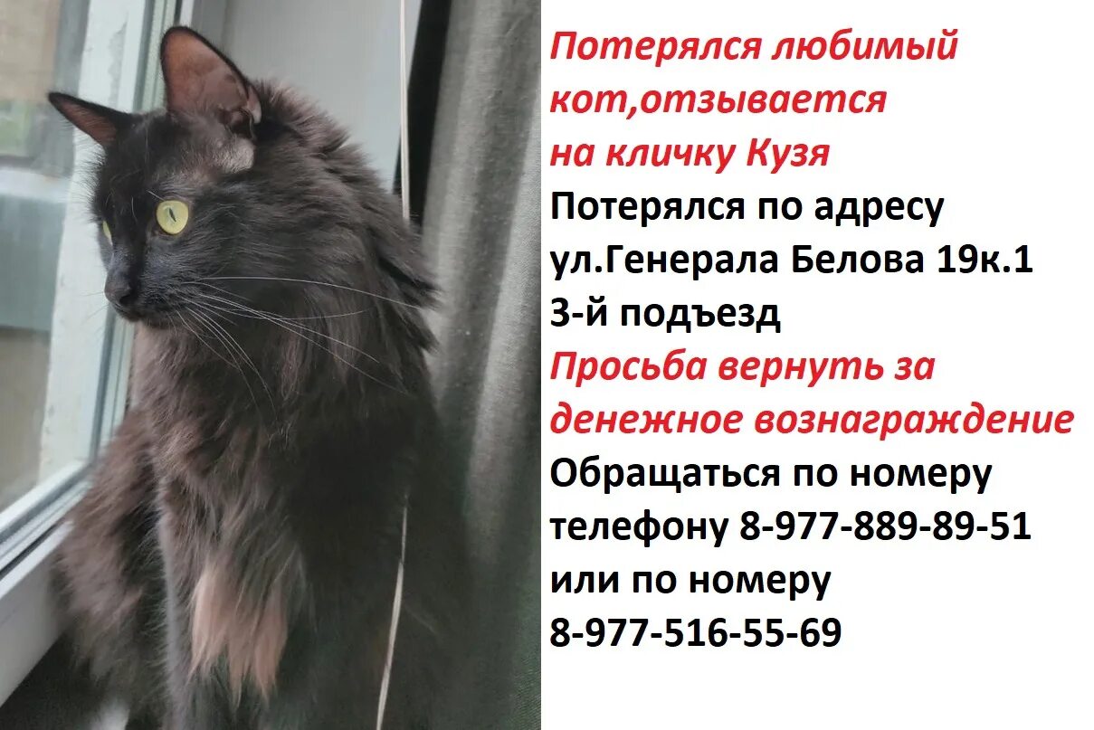 Кот с именем кузя. Кличка кузя. Кличка кузя. Пропал кот как написать объявление. Имя кузя.