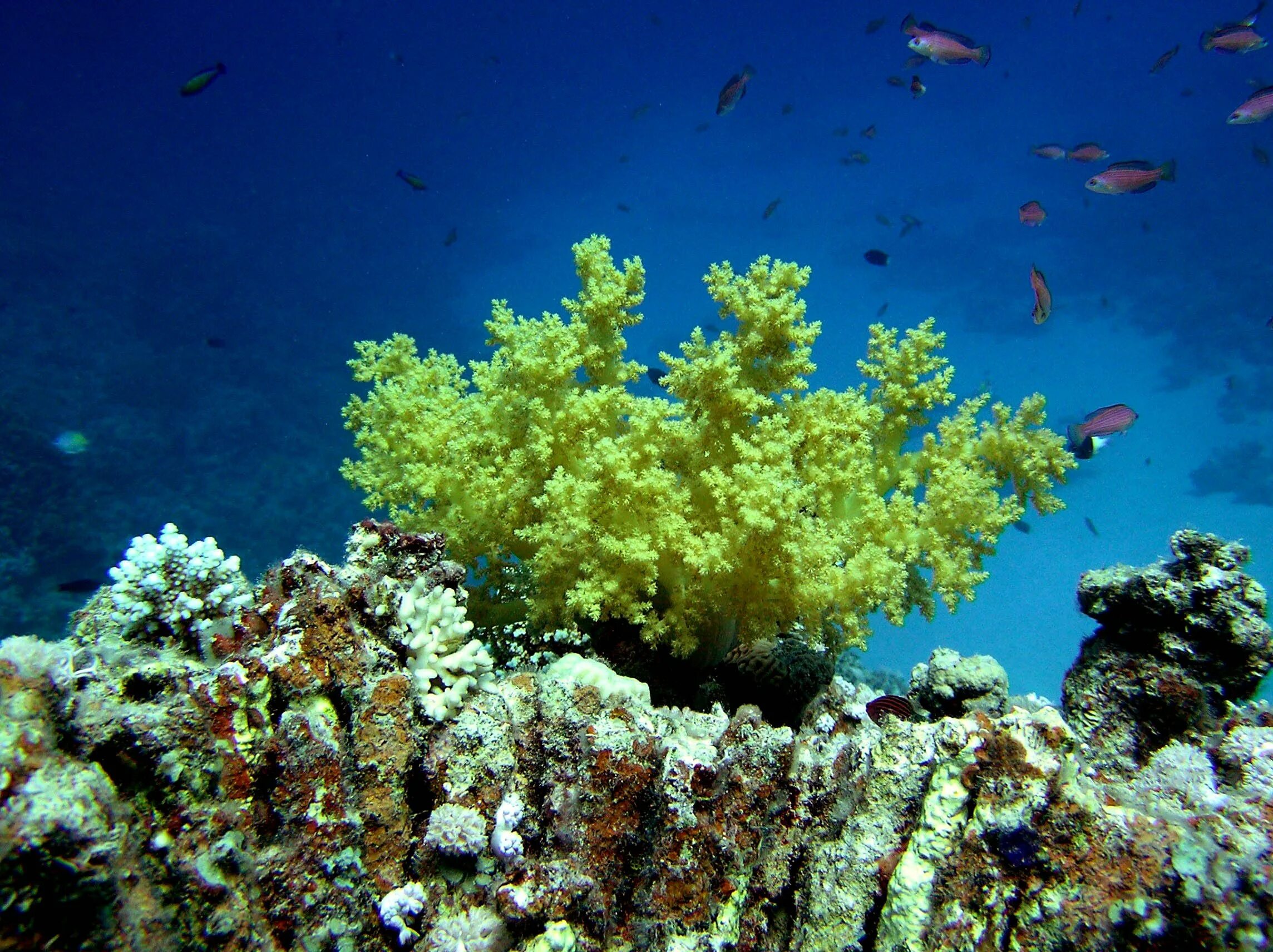 Водная среда обитания вывод. Организмы обитающие в воде. Растения мирового океана. Растения водной среды. Растения водной среды обитания.