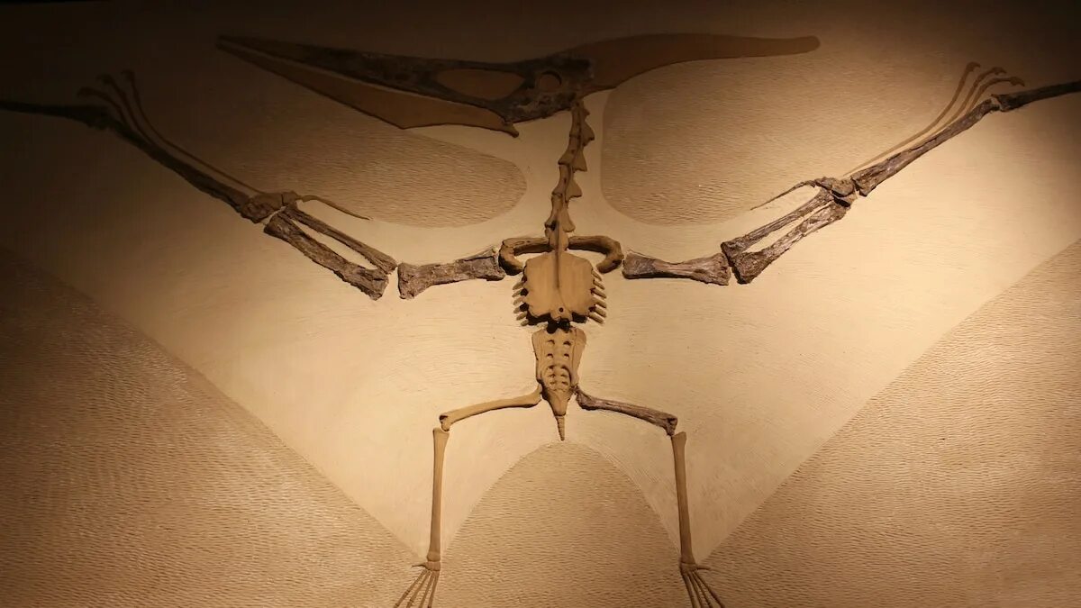 Птеранодон скелет. Скелет птеродактиля. Птеродактиль кости. Скелет Птерозавра. Летающий скелет