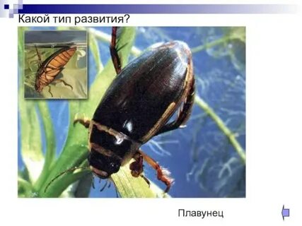 Среда насекомых