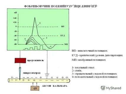 Физиология возбудимых тканей