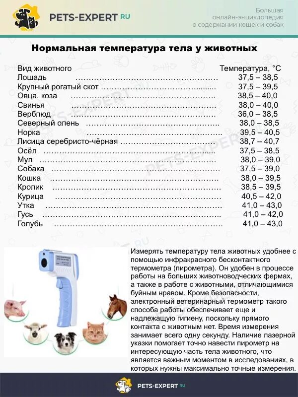 Может ли быть у кошки температура. Как измерить температуру котенку. нормальная температура у кошек. измерение температуры у кошек. какая температура тела у кошек.