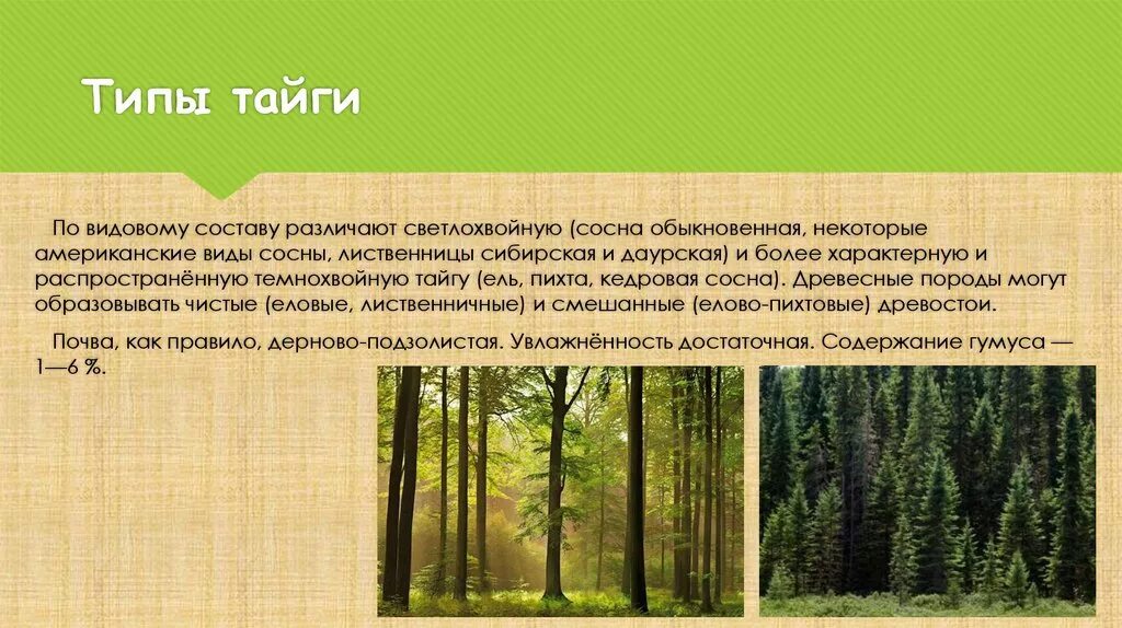 Природная зона тайга 5 класс. Темнохвойные Елово-пихтовые леса таблица. Тайга темнохвойная таблица. Светлохвойная Тайга и темнохвойная Тайга таблица. Темнохвойная Тайга ярусность.