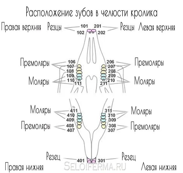 Как должны быть расположены зубы. Как должны быть расположены зубы