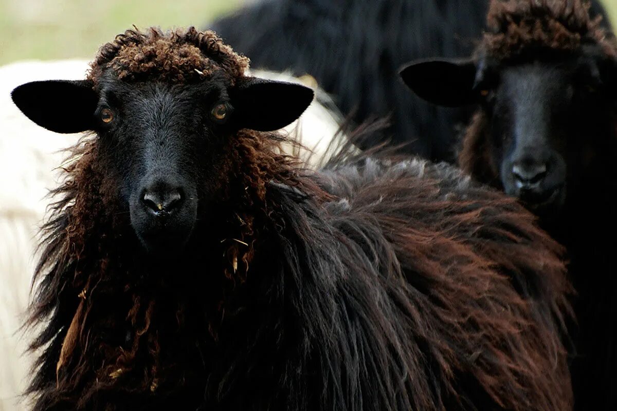 Овцы черного цвета. Черный баран. Черная овца. Черный баран порода. Черные овцы порода.