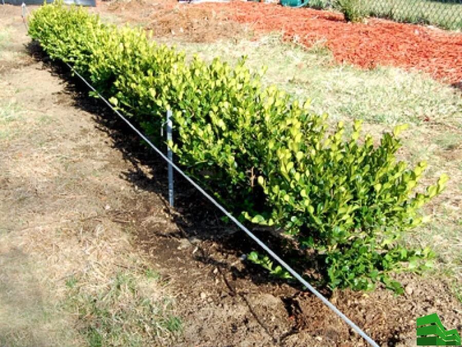 Как сажать кусты. Двухрядная посадка кизильника. Весенняя посадка саженцев плодовых деревьев. Удобрения и саженцы. Кизильник блестящий изгородь.